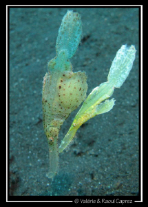 A couple of Solenostomus cyanopterus by Raoul Caprez 